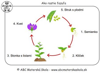 Ako rastie fazuľa